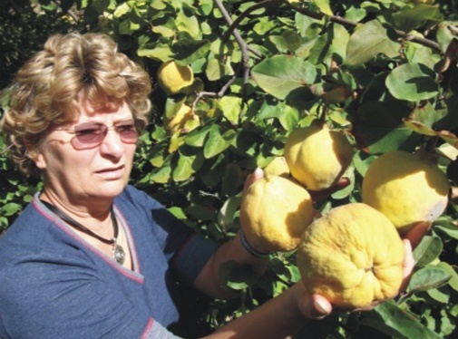 fruit